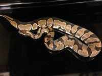 calico f.jpg