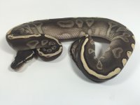 GHI Lesser Male.jpg