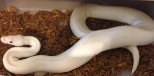 ivory1.jpg