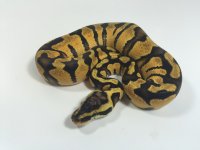 Pastel Enchi 100% Het Clown Male.jpg
