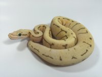 Firefly Spinner Male.jpg
