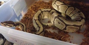 woma1.jpg