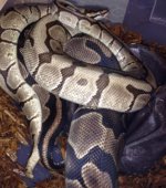 woma2.jpg