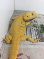 Yellow Dad.jpg