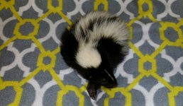 skunk4.jpg