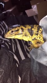 tegu.jpg