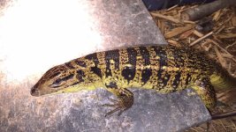 tegu8.jpg