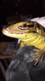 tegu5.jpg