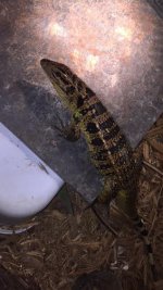 tegu7.jpg