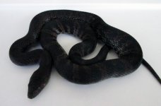 BP 05.jpg