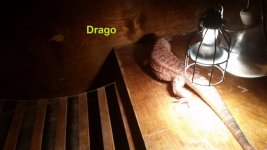 drago.jpg