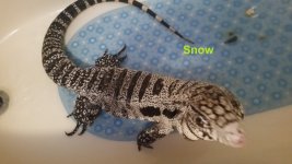 snow (2).jpg