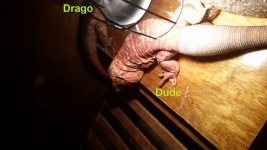 dude with drago in the back.jpg