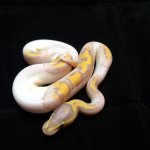 CGP0102M2.jpg