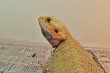DSC_0100.jpg