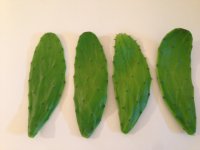 SpinelessCactus.jpg