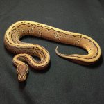 15m_Pinstripe_c1-002.jpg