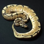 14f_Spider_c2-2.jpg