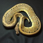 14f_Pinstripe_c4.jpg