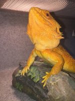 dragon1 (500x375).jpg