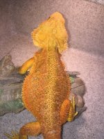 dragon2 (500x375).jpg