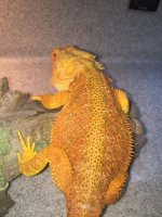 dragon3 (500x375).jpg