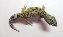 B88-6 Male.JPG
