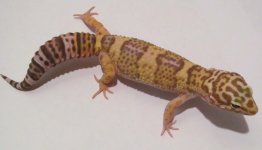 B21-3 Female.jpg
