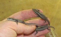 Egernia striolate for classified ad babies.jpg