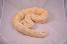 albino1.png