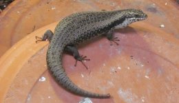Egernia striolata for classified ad female.jpg