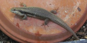 Egernia striolate for Classified Ads male.jpg