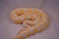 albino2.png