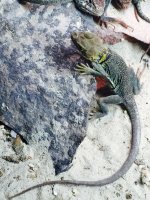 Female Yellow.jpg