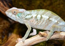 Nosy-Be-Female-Azul-Canvas-Chameleons-2.jpg