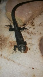 Juvenile CBB Lacerta.jpg