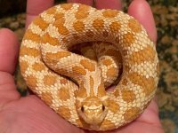 Hypo poss het lavendar 2.jpg