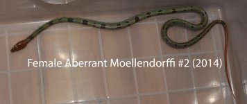 Female Aberrant Moellendorffi #2 (2014).jpg