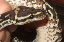 Male head.jpg