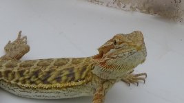 DSC00507.jpg