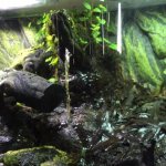 Frogs5.jpg