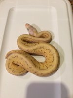 5 gene female.jpg