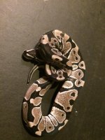 VPI Axanthic.jpg