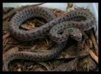 childrens_python1.jpg
