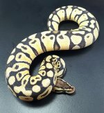 past spec 37-03.jpg