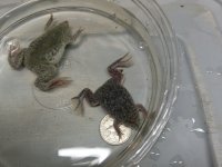 adult female and large juvenile with quarter.jpg