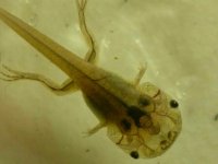 Large Tadpole.jpg