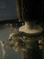 eggs on female side.jpg