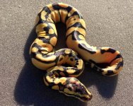 Pastel Enchi2.jpg