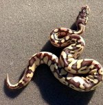Pastel Lesser.jpg